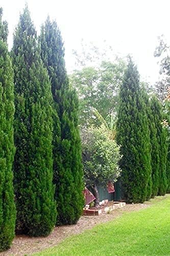 Spartan Juniper | Large Gallon Size Trees | Juniperus Chinensis | Live Evergreen Privacy Screening Plant