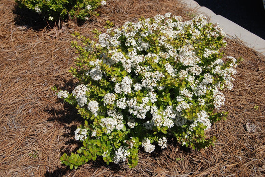 Viburnum Mrs. Schiller's Delight I Live Plants I Dwarf Obovatum I Evergreen Shrub with Fragrant White Blooms, Ideal for Hedges, Borders, and Ornamental Landscaping