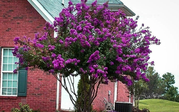 Catawba Crape Myrtle Rich Purple Blooms | Live Plants | Drought & Heat Tolerant, Ideal for Year-Round Garden Beauty