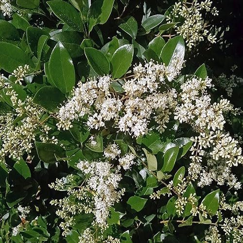 Ligustrum Recurvifolia | Extra Large 3 Gallon Plants | Ligustrum sinense 'Recurvifolium' | Lush Green Privacy Hedge | Ideal for Landscaping | Vibrant Garden Shrub (2)