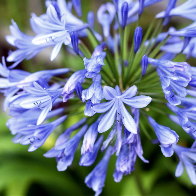 Agapanthus Africans Blue | Extra Large 3 Gallon Plants | Vibrant & Hardy Perennial, Lush, Ornamental Plant with Brilliant Blue Blooms, Ideal for Borders, Containers & Landscape Accents