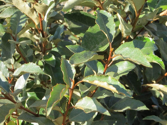 Elaeagnus Pungens I 2 Large Gallon Size Plants I Thorny Olive I Hardy Evergreen Shrub with Fragrant Blooms, Perfect for Hedges, Screening & Ornamental Garden Display