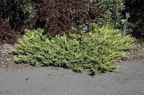 Lime Glow Juniper - Live Plants - Juniperus Horizontalis - Hardy Evergreen Ground Cover