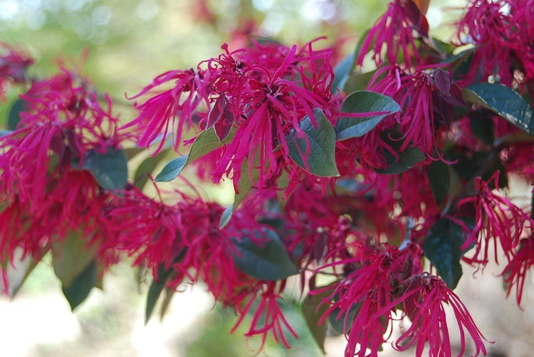 Loropetalum Carolina Midnight | Live Plants | Chinensis Rubrum | Evergreen Shrub Blooming Hedge