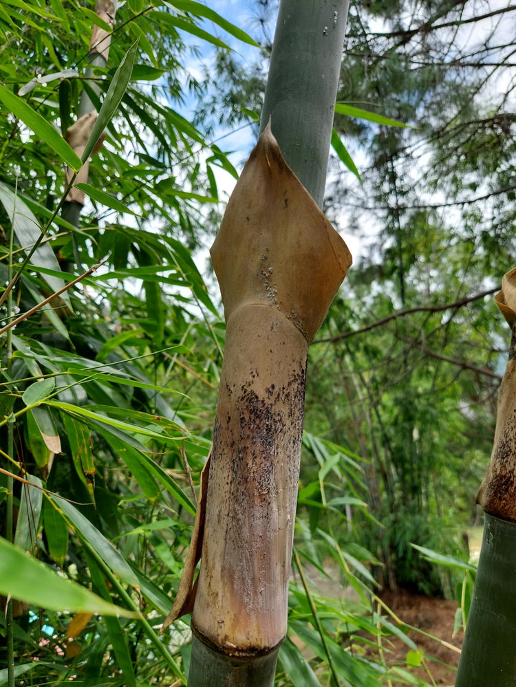 Graceful Bambusa Nutans Bongkhai Ever Bamboo | Large Gallon Size Plants | Fast-Growing Privacy Screen | Hardy & Lush Outdoor Greenery