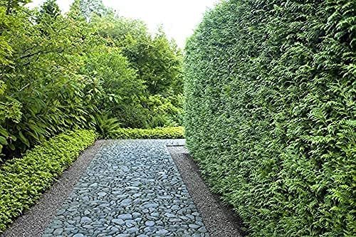 Green Giant Arborvitae | Large Gallon Trees | Thuja Plicata | Live Evergreen Privacy Screening Plants