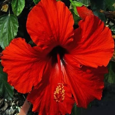 Hibiscus President Red | Live Plants | Hibiscus Rosa-Sinensis | Vibrant Red Blooms | Tropical Garden Beauty | Eye-Catching Flowering Shrub