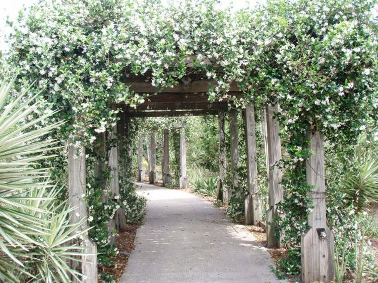 Star Confederate Jasmine | Extra Large 3 Gallon Plants | Trachelospermum jasminoides 'Star' | Lush Flowering Vine | Perfect for Trellises and Arbors