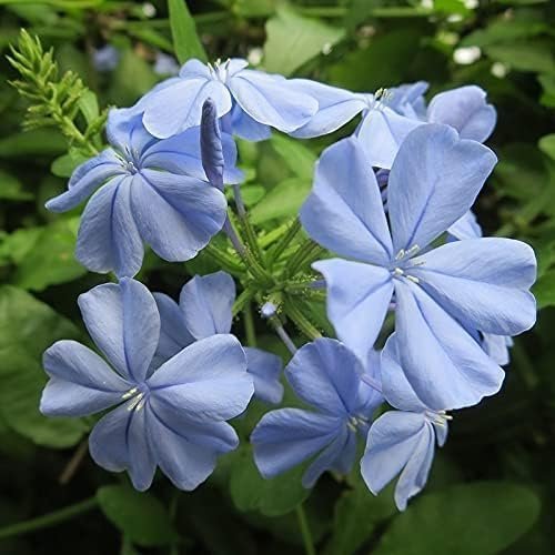 Plumbago Imperial Blue Plants | Live Seedlings | Plumbago Auriculata | Perfect for Bright Garden Displays | Hardy & Low Maintenance