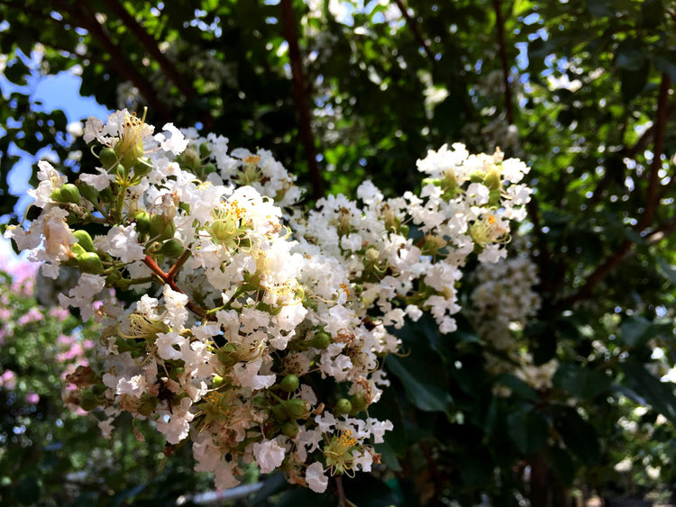 Crape Myrtle Natchez Plant | Large Gallon Size Pots | Lagerstroemia Indica | Ornamental Garden Flowering Tree | White Blooms