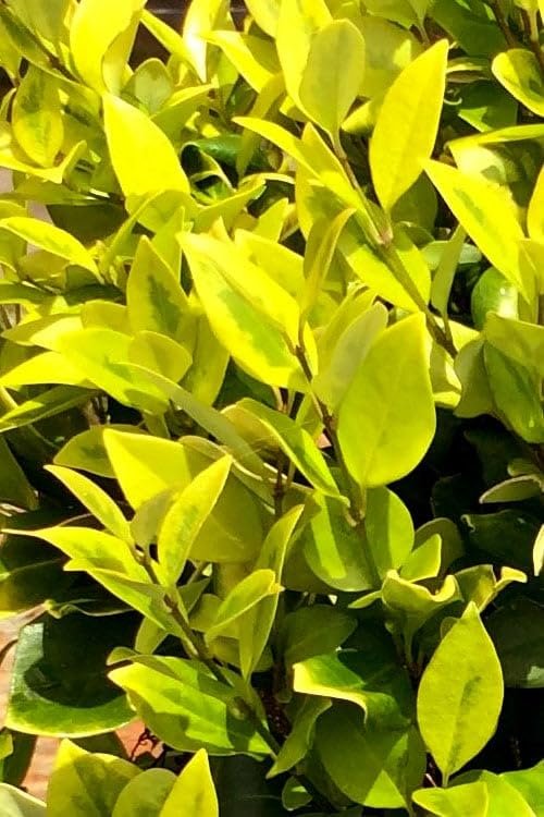 Ligustrum Howardi | Large Gallon Size Plants | Ligustrum Lucidum 'Howardii' | Lush Evergreen Shrub | Perfect for Landscaping & Privacy Screens