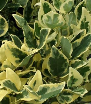 Ligustrum Jack Frost | Extra Large 3 Gallon Plant | Variegated Foliage | Ideal for Hedges and Borders | Decorative Outdoor Shrub