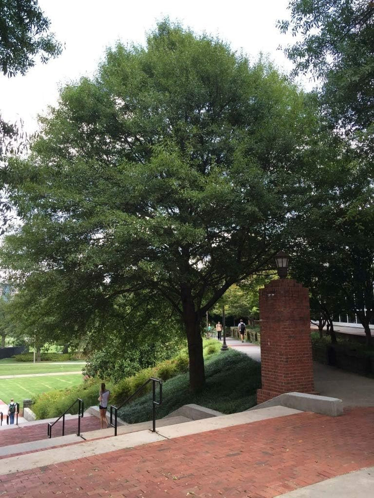 Laurel Oak Tree | Quercus Laurifolia Swamp Oak | Live Plants | Semi-Evergreen Deciduous Shade Tree