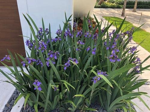 Walking Iris Regina | Live Plants | Giant Apostle Plant | Exotic Fragrant Blooming Specimen