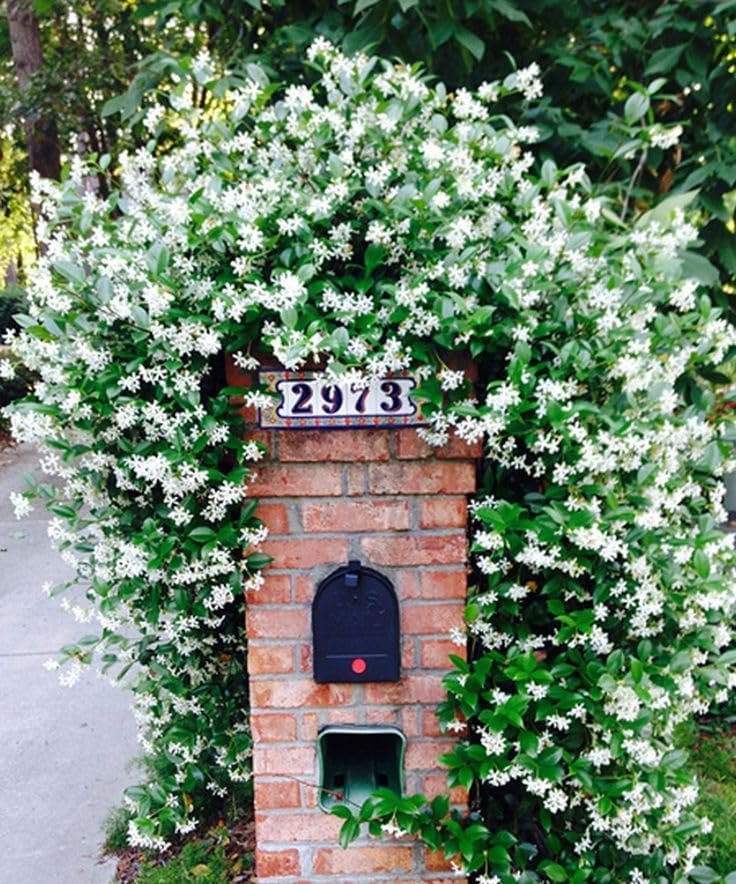 Star Jasmine | Extra Large Gallon Plant | Trachelospermum Jasminoides | Fragrant Climbing Vine | Ideal for Trellises and Arbors