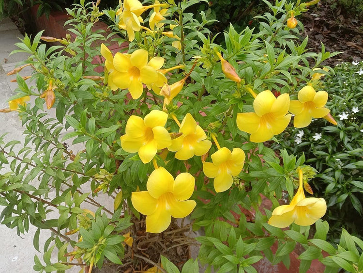 Allamanda Bush | Extra Large 3 Gallon Plants | Allamanda Cathartica | Vibrant Yellow Flowers | Tropical Landscape Accent