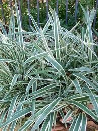 Flax Lily Dianella | Extra Large Gallon Plants | Dianella tasmanica | Hardy Perennial | Shade Tolerant