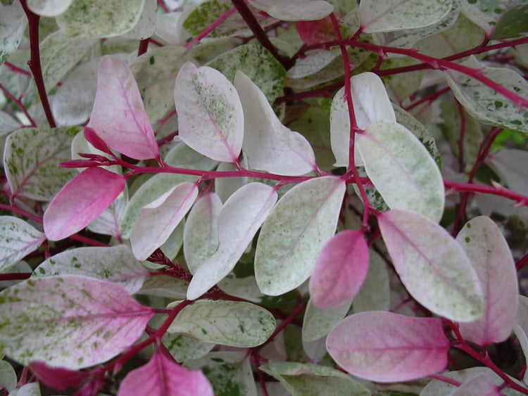 Breynia Disticha Roseopicta Snowbush | Live Plants | Ornamental Shrub, Perfect for Indoor & Outdoor Landscaping | Drought Tolerant, Low-Maintenance, Easy-to-Grow Plant