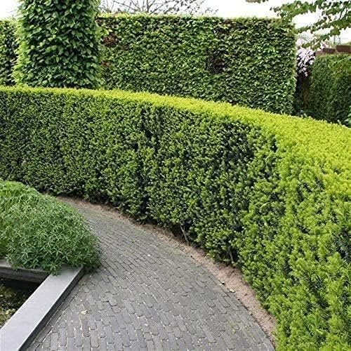 Podocarpus Macrophyllus | Extra Large Gallon Plants | Japanese Yew | Low Maintenance Live Evergreen Privacy Hedge Shrub