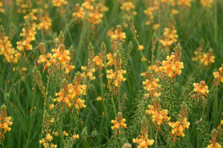 Bulbine Frutescens Hallmark Orange - Live Plants - Butterfly Attracting Flowering Groundcover