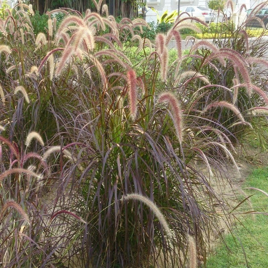 Red Fountain Grass | Extra Large 3 Gallon Plants | Pennisetum Setaceum Rubrum | Vibrant Landscape Feature | Striking Color Contrast | Full Sun Perennial Ornamental Grass (3 Plants)