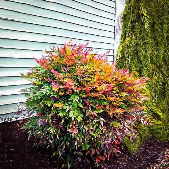 Nandina Domestica | Extra Large Gallon Plant | Heavenly Bamboo | Vibrant Year-Round Color | Low Maintenance