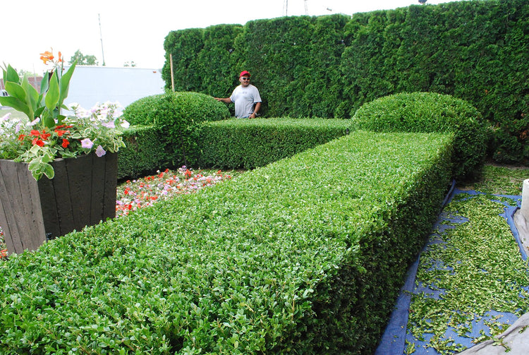 Classic Japanese Boxwood | Live 2" Plants | Buxus microphylla | Ideal for Hedges | Durable Landscape Shrub