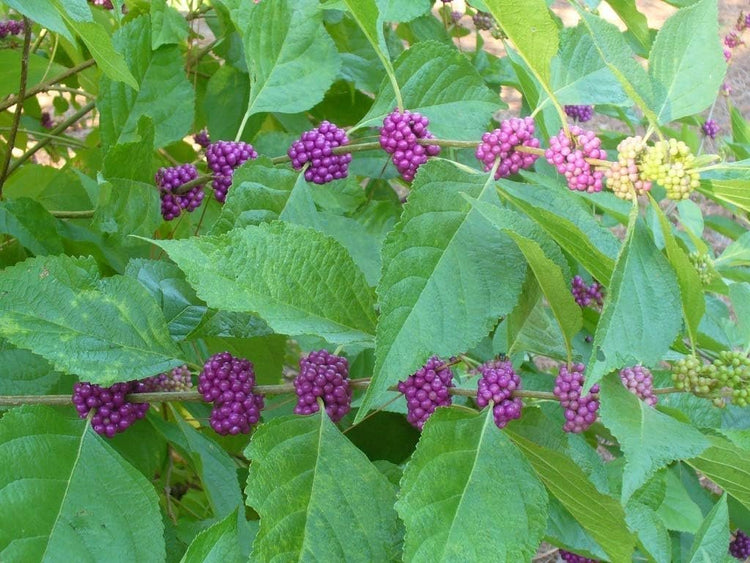 American Beautyberry | Live Plants | Callicarpa Americana | Drought-Tolerant, Vibrant Purple Berries, Attracts Birds & Butterflies | Easy to Grow