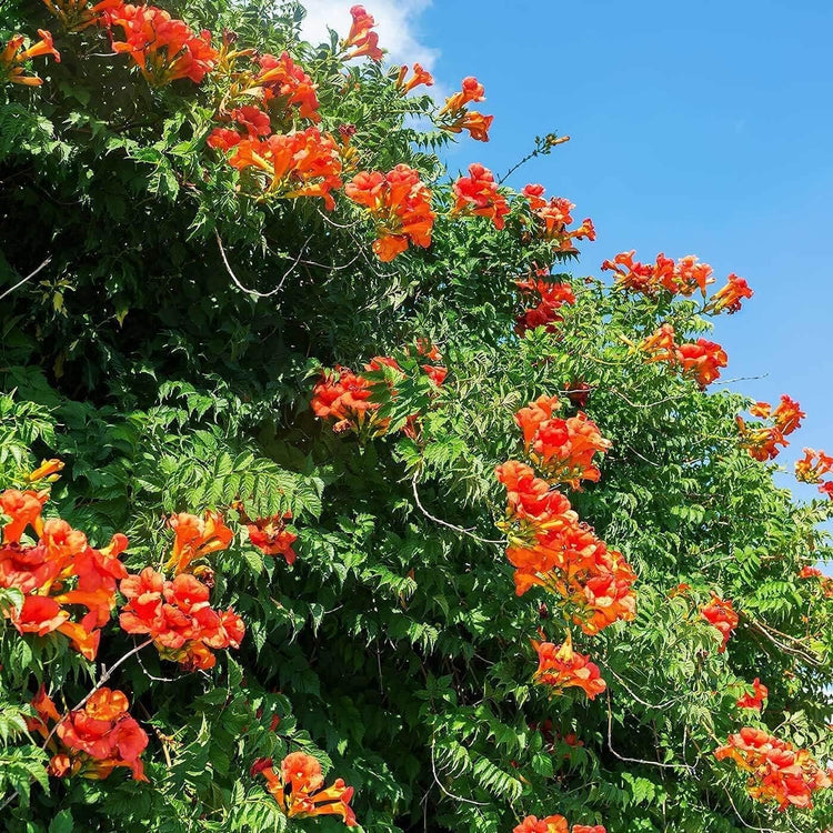 Cape Honeysuckle | Live Plants | Tecomaria Capensis | Birds & Butterfly Attracting Versatile Shrub