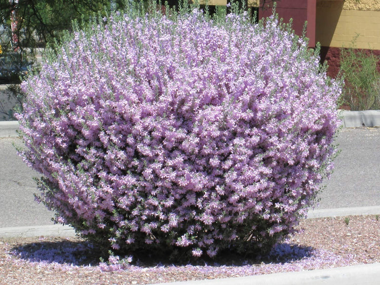 Texas Sage - Live Plants - Leucophyllum Frutescens - Low Maintenance Drought Tolerant Flowering Shrub