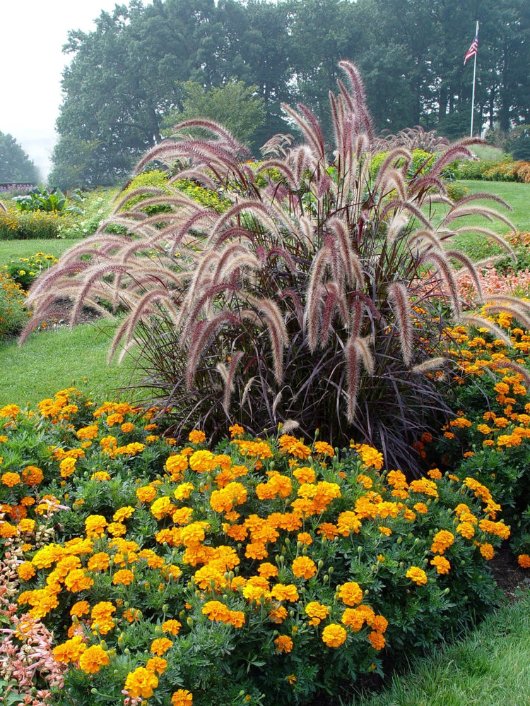 Red Fountain Grass | Extra Large Gallon Plant | Pennisetum Setaceum Rubrum | Vibrant Landscape Feature | Striking Color Contrast | Full Sun Perennial Ornamental Grass