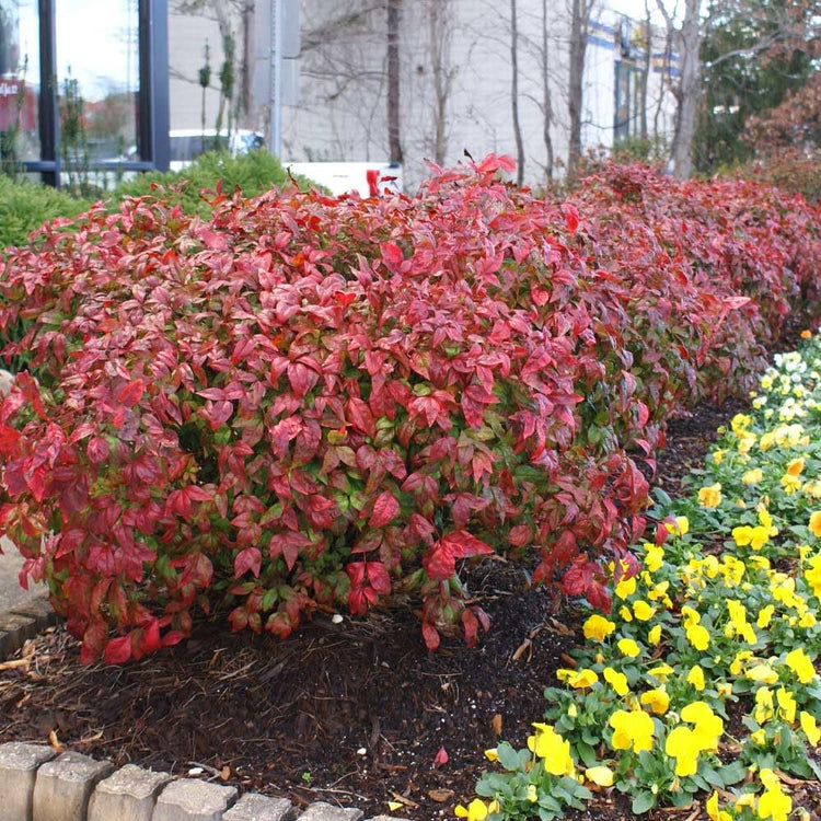 Nandina Firepower | Extra Large Gallon Plants | Nandina Domestica 'Firepower' | Vibrant Foliage All Year | Easy to Grow