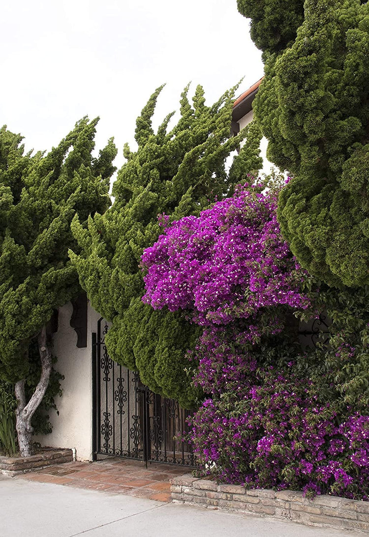 Hollywood Juniper - Juniperus Chinensis Torulosa - Live Quart Size Trees - Drought Tolerant Cold Hardy Evergreen Plant