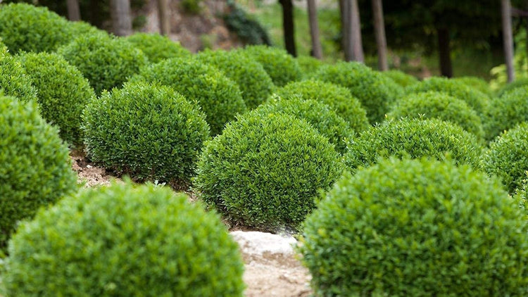 Winter Gem Boxwood - Live Plants - Inch Containers - Buxus Microphylla Japonica - Fast Growing Cold Hardy Formal Evergreen Shrub