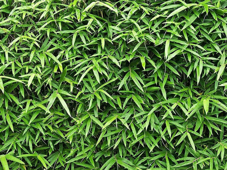 Green Hedge Bamboo | Live Plants | Non-Invasive Clumping Bamboo | Screening Privacy Hedge Bambusa Multiplex