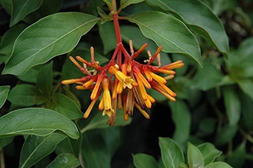 Firebush Dwarf I Live Plants I Hamelia Patens Compactal Vibrant Red-Orange Blooms, Low-Maintenance, Heat-Tolerant, Perfect for Small Gardens and Containers