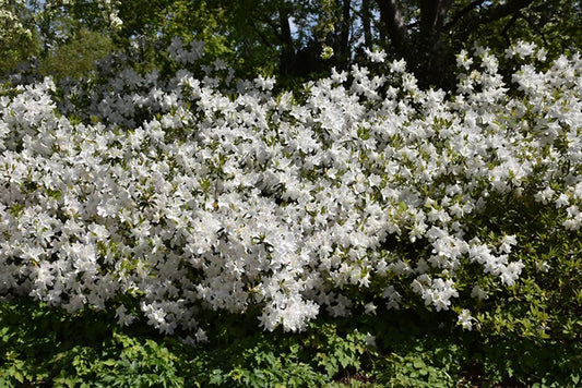 Azalea GG Gerbing | Extra Large Gallon Plants | Lush & Radiant White Blooms, Premium Quality, Hardy & Versatile, Ideal for Indoor/Outdoor Planting & Decor