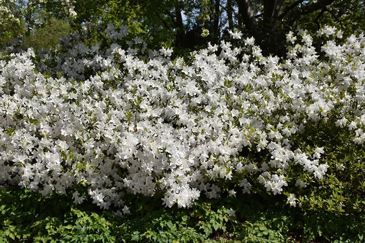 Azalea GG Gerbing | Extra Large Gallon Plants | Lush & Radiant White Blooms, Premium Quality, Hardy & Versatile, Ideal for Indoor/Outdoor Planting & Decor