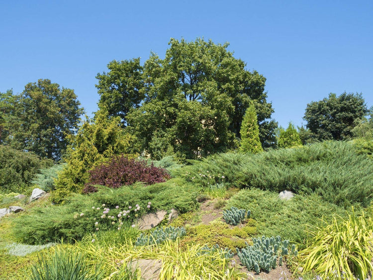 Blue Sargent Juniper - Live Plants - Juniperus Chinensis - Drought Tolerant Cold Hardy Evergreen Ground Cover