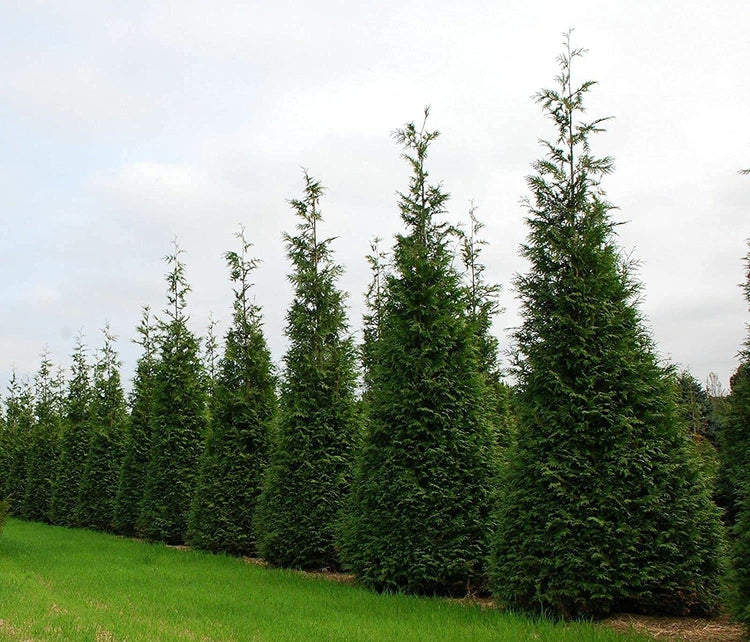 Green Giant Arborvitae | Large Gallon Trees | Thuja Plicata | Live Evergreen Privacy Screening Plants