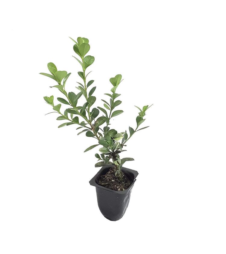 Classic Japanese Boxwood | Live 2" Plants | Buxus microphylla | Ideal for Hedges | Durable Landscape Shrub