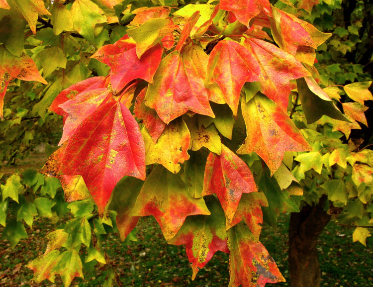 Trident Maple | Large Gallon Size Pots | Acer Buergerianum | Ornamental Shade Tree | Bonsai Starter Plants