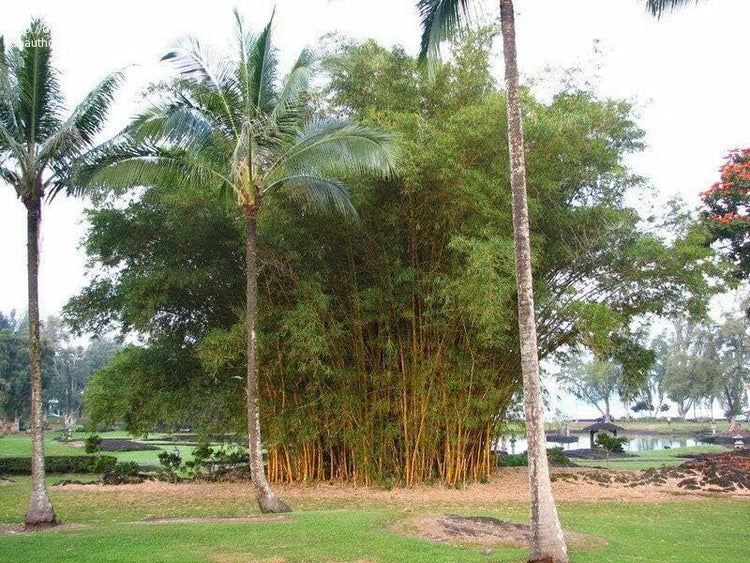 Golden Hawaiian Bamboo | Live Plants | Bambusa Vulgaris Vittata | Beautiful Rare Unique Specimen | Non-Invasive Clumping Bamboo Privacy Screen