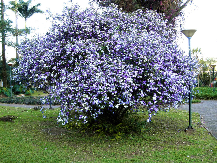 Yesterday Today Tomorrow | Extra Large Gallon Plants | Brunfelsia pauciflora | Fragrant Blooms | Full Sun to Partial Shade