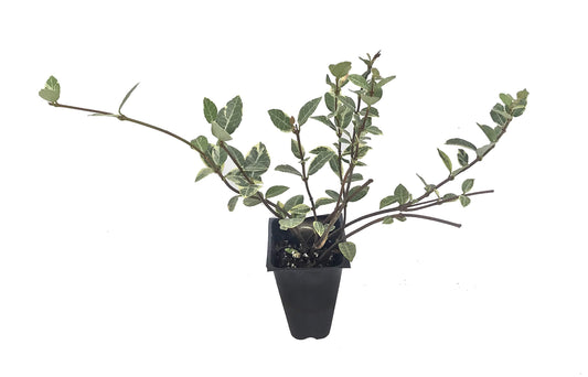 Variegated Asiatic Jasmine Minima - Live Plants - Trachelospermum Asiaticum 'variegatum' - Evergreen Groundcover