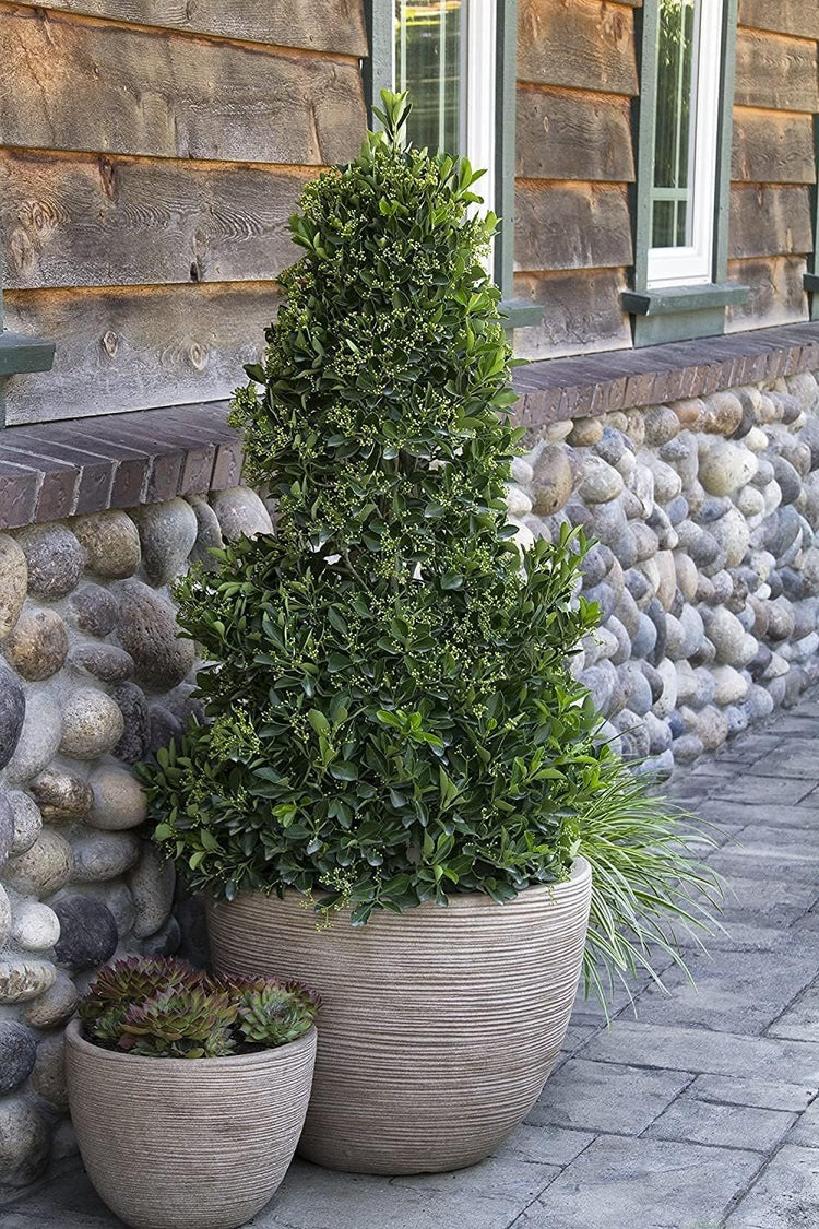 Ligustrum Waxleaf Privet - Live Quart Size Plants - Blooming Evergreen Privacy Hedge