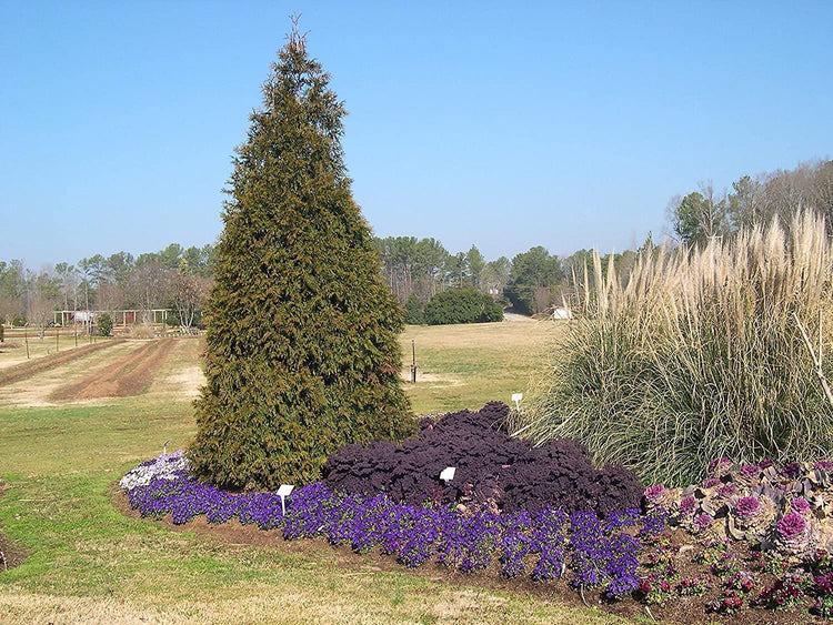 Green Giant Arborvitae | Large Gallon Trees | Thuja Plicata | Live Evergreen Privacy Screening Plants