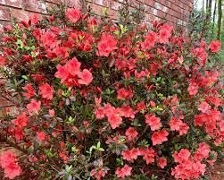 Azalea Fashion | Extra Large Gallon Plants | Vibrant, Healthy, & Blooming, Perfect for Indoor/Outdoor Decor, Easy-Care Flowering Shrub, Ideal Gift for Garden Enthusiasts