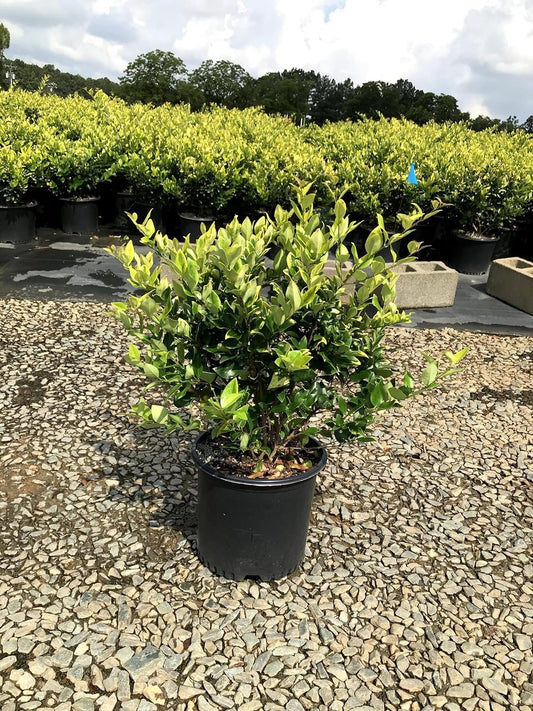 Ligustrum Howardi | Large 3 Gallon Size Plants | Ligustrum Lucidum 'Howardii' | Lush Evergreen Shrub | Perfect for Landscaping & Privacy Screens