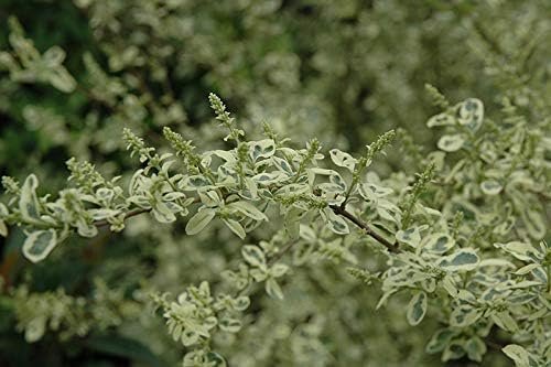 Ligustrum Variegated Sinense | Live Plants | Decorative Ornamental Garden Shrub | Vibrant Foliage for Landscaping and Outdoor Spaces